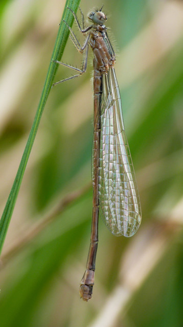 Ischnura elegans pontica - kéköves légivadász