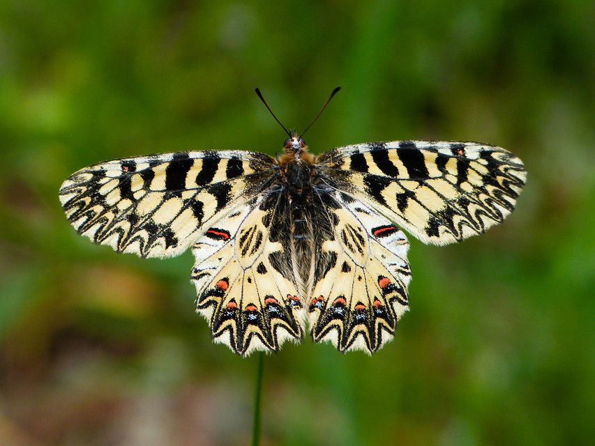 Zerynthia polyxena - farkasalmalepke