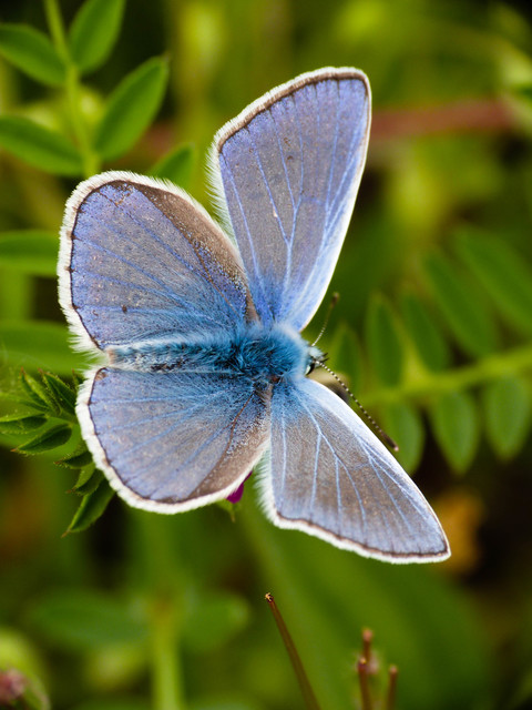 Polyommatus icarus - közönséges boglárka