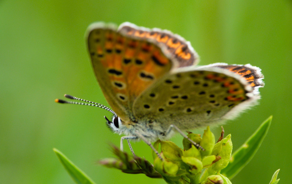 Lycaena tityrus - barna tűzlepke