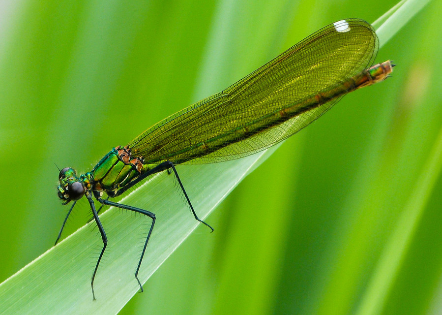 Calopteryx splendens - sávos szitakötő