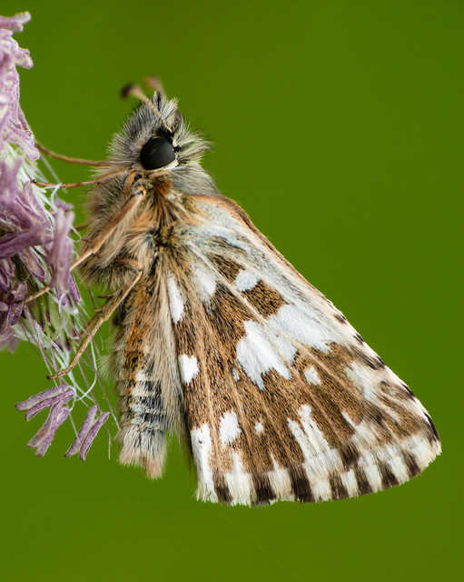 Pyrgus malvae - kis busalepke