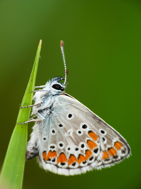 Aricia agestis - szerecsenboglárka