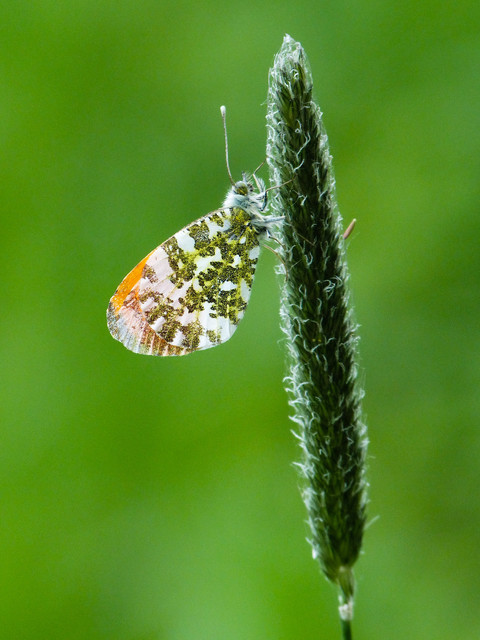 Anthocharis cardamines - hajnalpírlepke