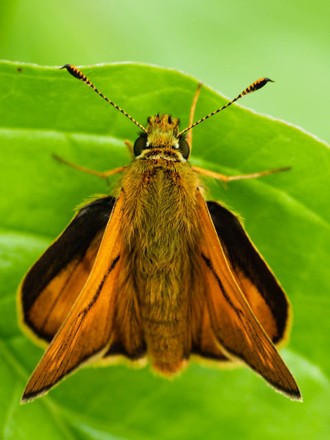Ochlodes sylvanus - erdei busalepke