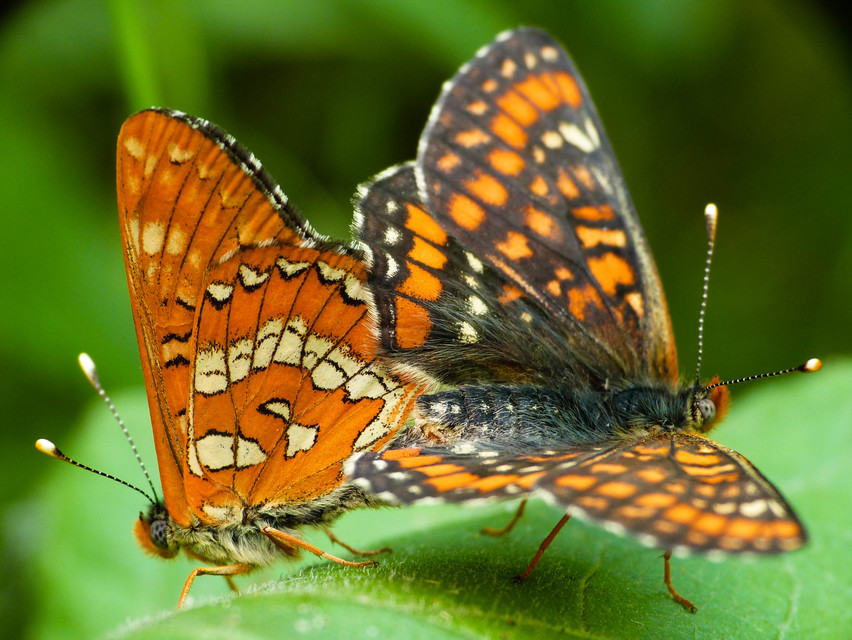 Euphydryas maturna - díszes tarkalepke