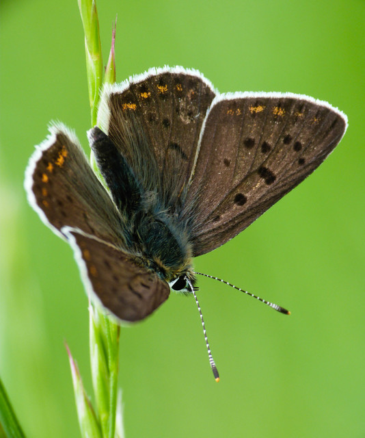 Lycaena tityrus - barna tűzlepke