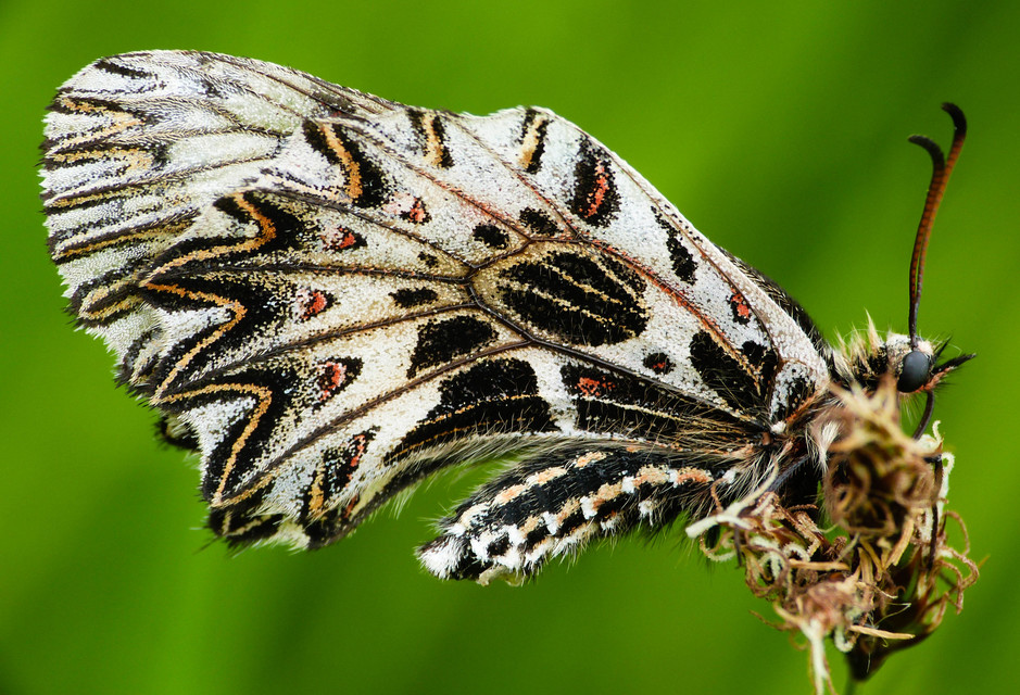 Zerynthia polyxena - farkasalmalepke