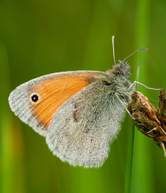 Coenonympha pamphilus - kis szénalepke