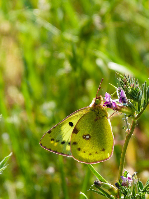 Colias hyale - kéneslepke