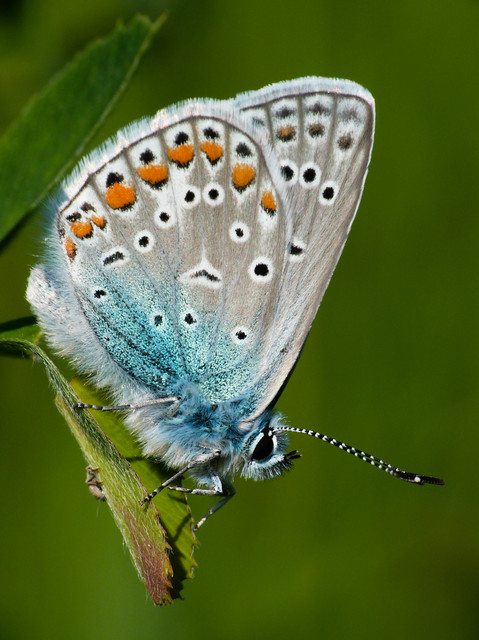Polyommatus icarus - közönséges boglárka