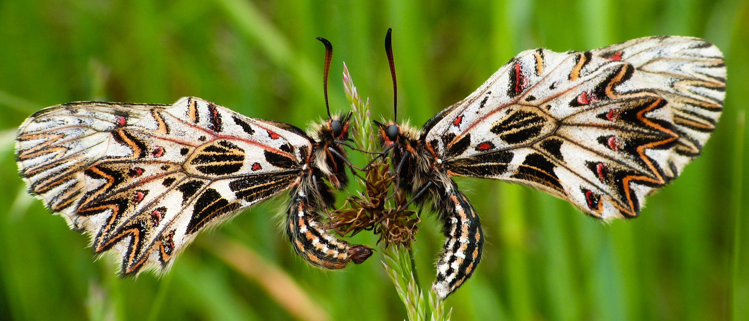 Zerynthia polyxena - farkasalmalepke