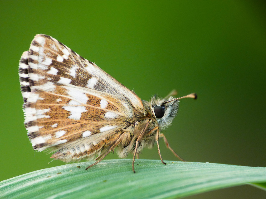 Pyrgus malvae - kis busalepke