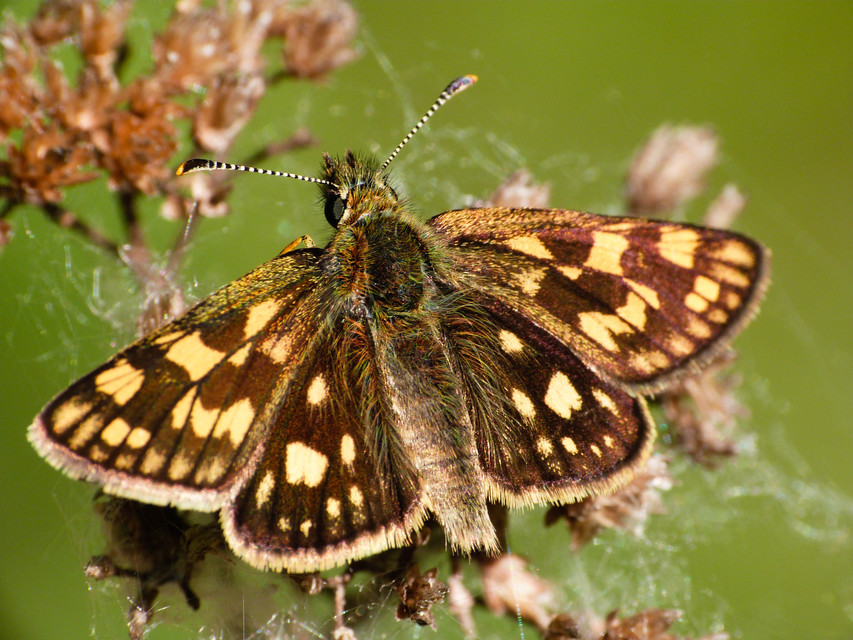 Carterocephalus palaemon - kockás busalepke