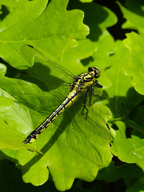 Gomphus vulgatissimus - feketelábú folyami-szitakötő