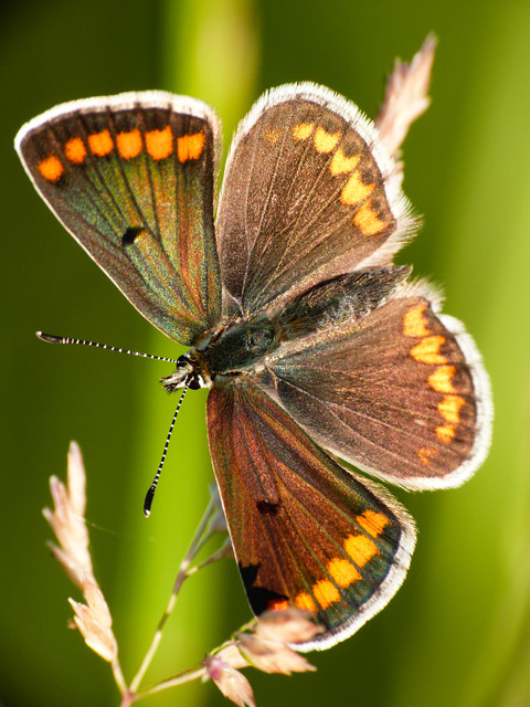 Aricia agestis - szerecsenboglárka