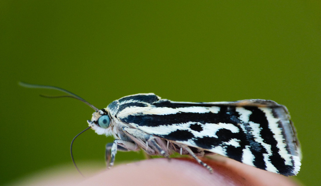 Emmelia trabealis - zebrabagoly