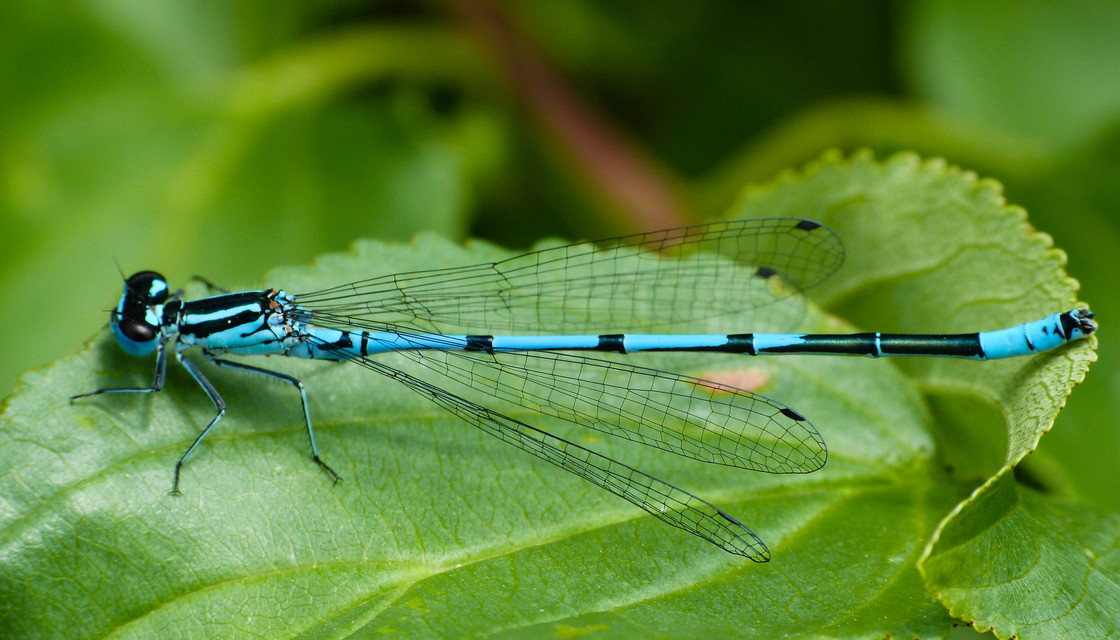 Coenagrion puella - azúrkék légivadász