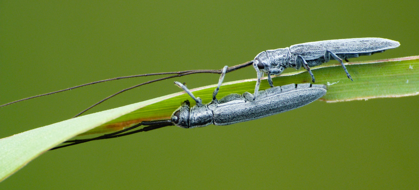 Calamobius filum - hosszúcsápú szalmacincér
