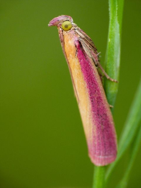 Oncocera semirubella - lucernamoly