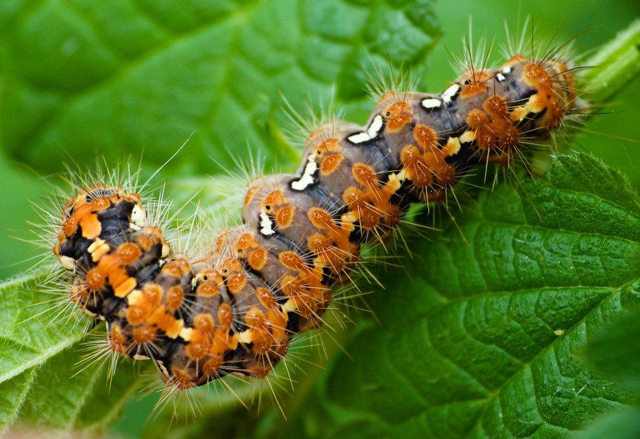 Euplagia quadripunctaria - csíkos medvelepke