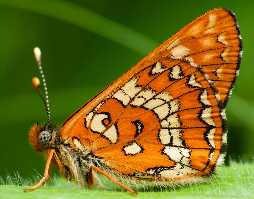 Euphydryas maturna - díszes tarkalepke