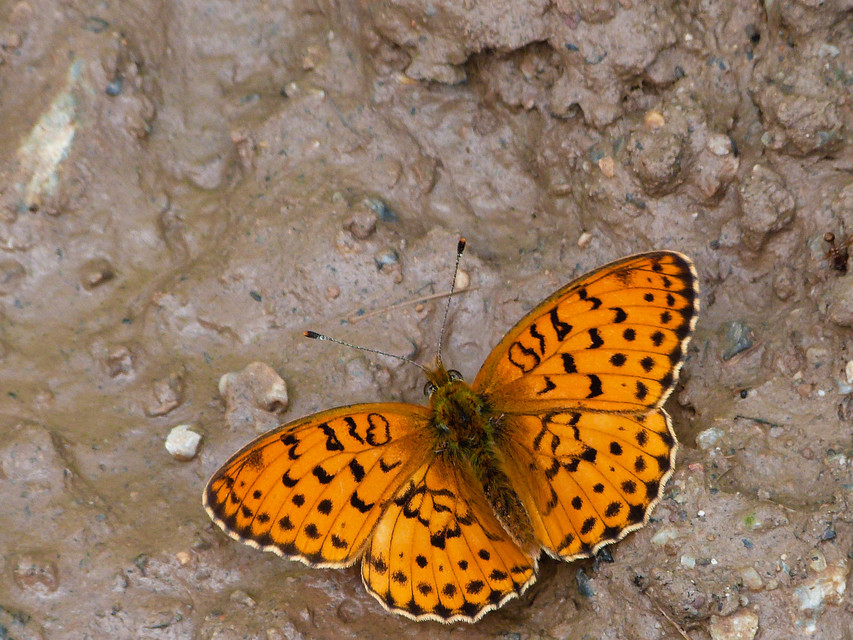 Brenthis daphne - málna-gyöngyházlepke Brenthis daphne - málna-gyöngyházlepke