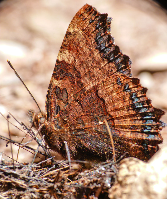 Nymphalis polychloros - nagy rókalepke