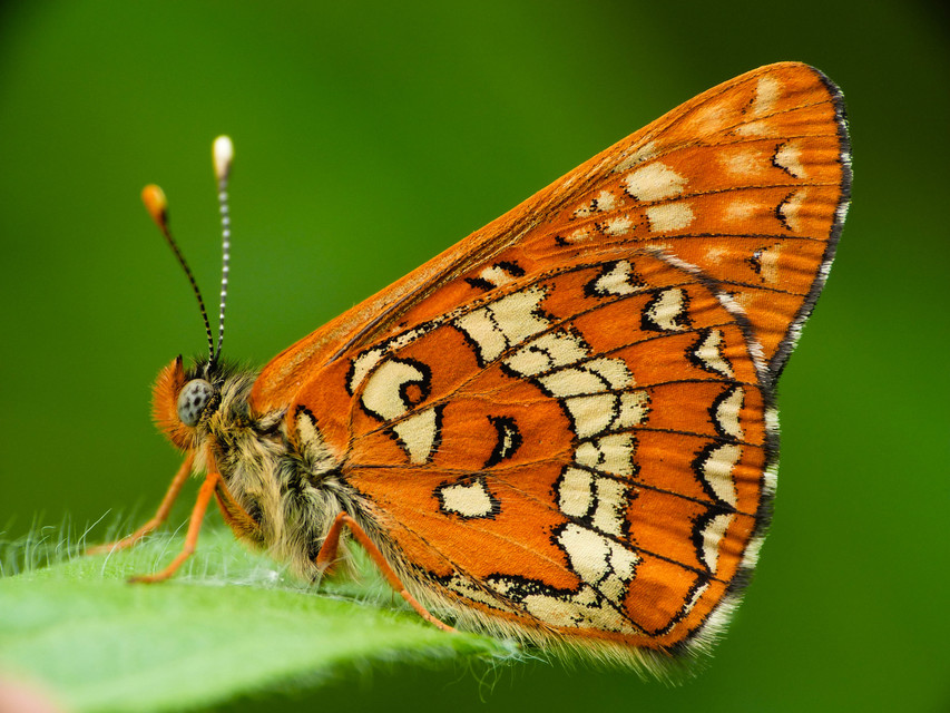 Euphydryas maturna - díszes tarkalepke