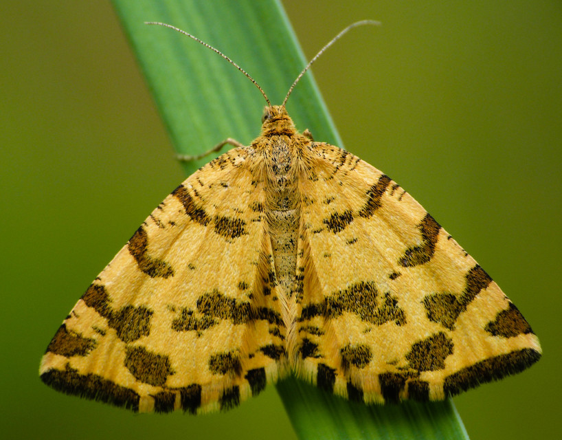 Pseudopanthera macularia - párducfoltos araszoló