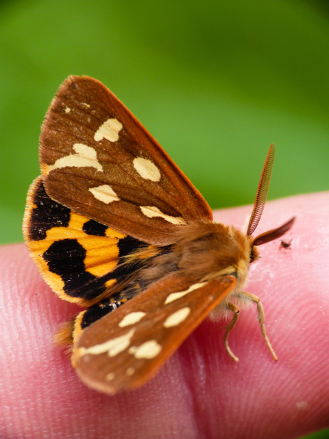 Hyphoraia aulica - barna medvelepke
