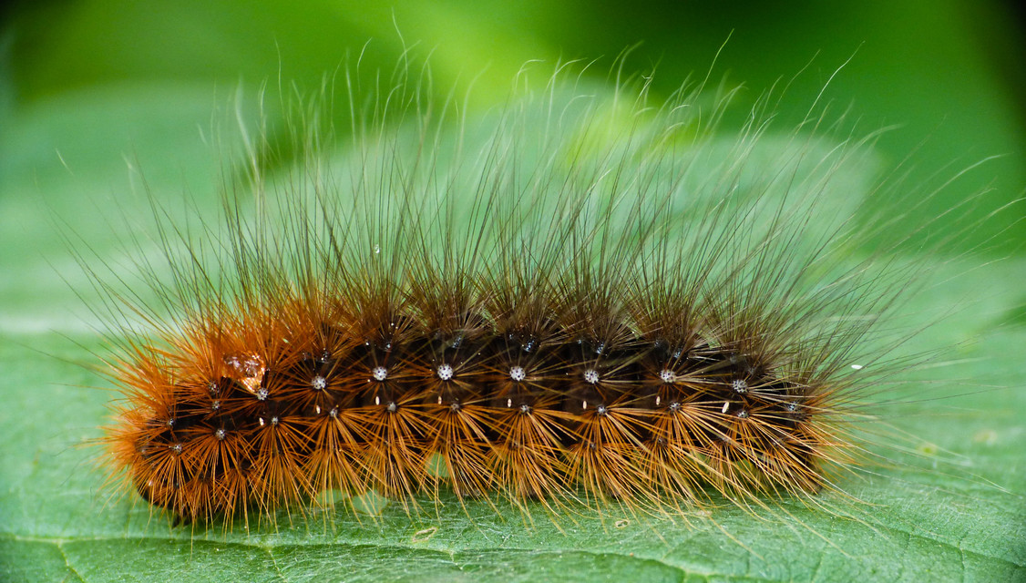 Arctia caja - közönséges medvelepke