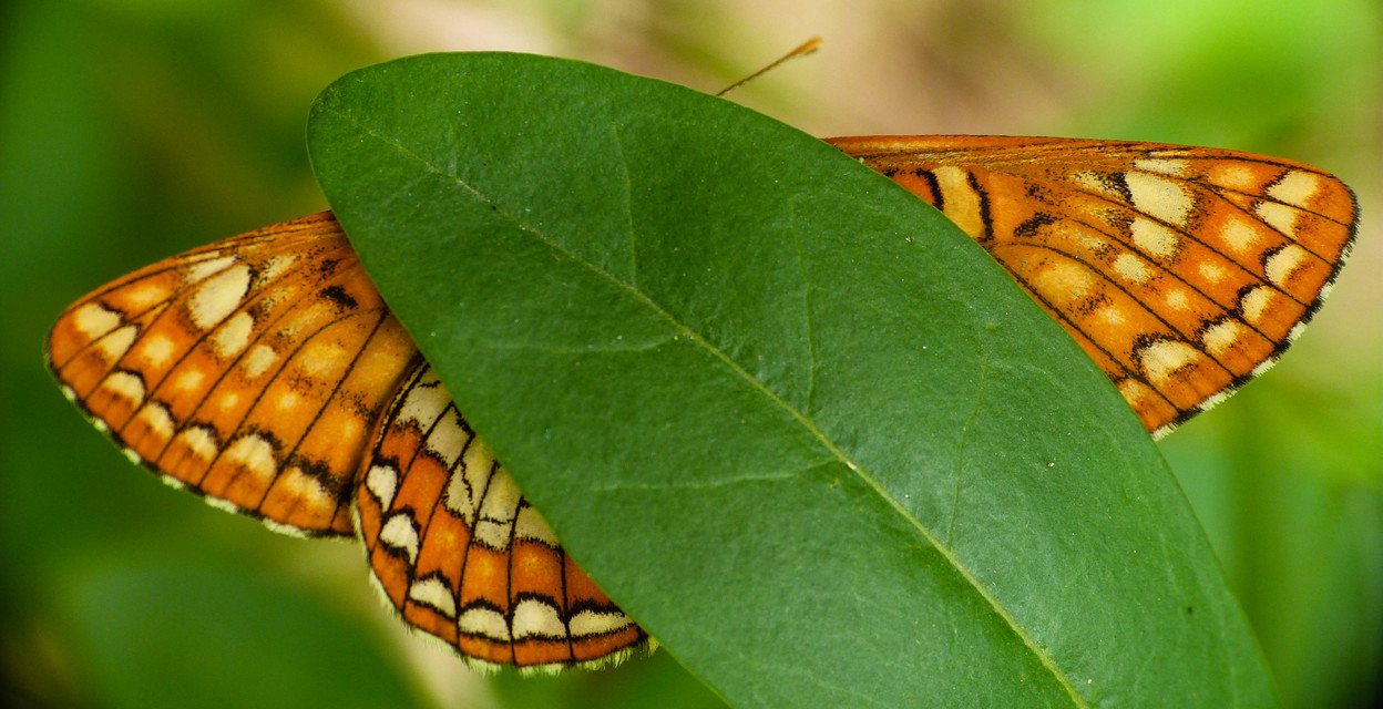 Euphydryas maturna - díszes tarkalepke
