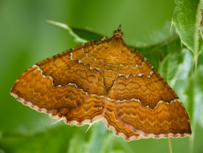 Camptogramma bilineata - kétvonalas sávosaraszoló