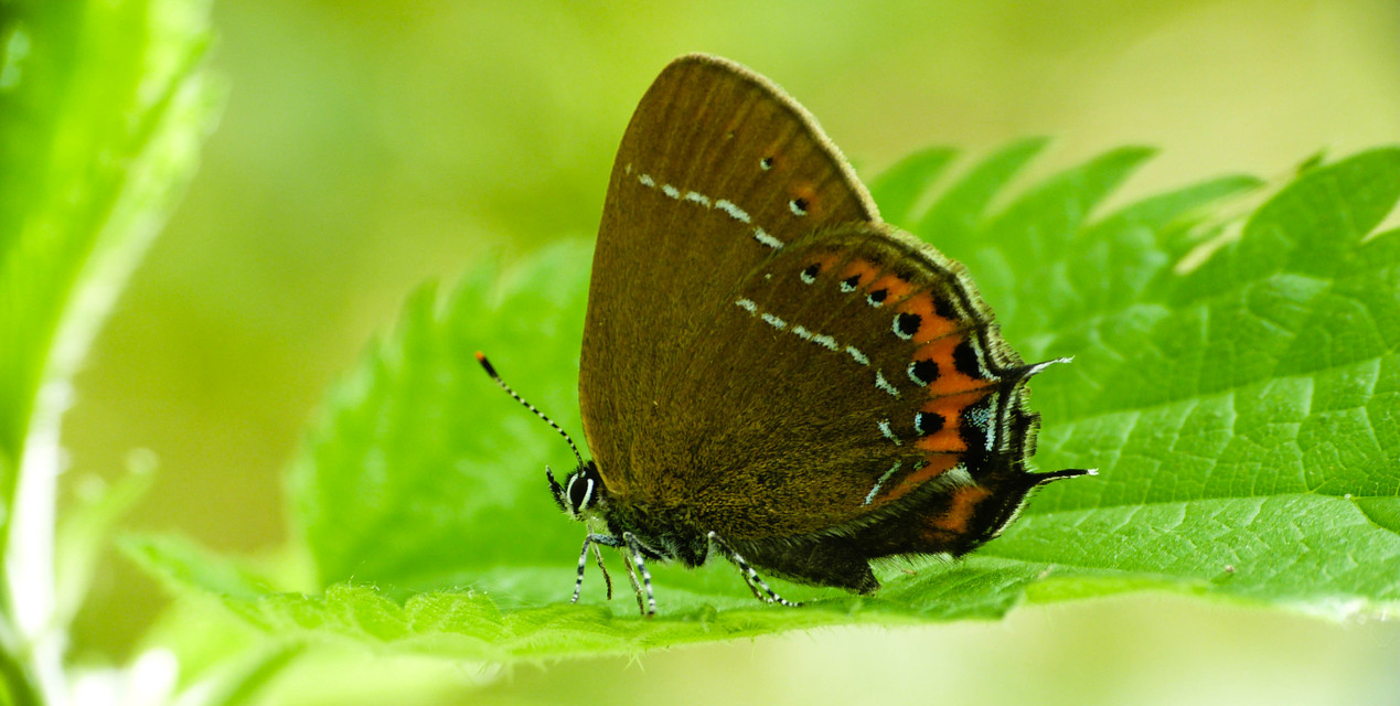 Satyrium pruni - szilvafa-csücsköslepke