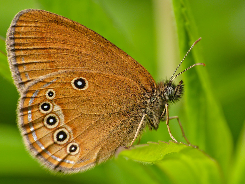 Coenonympha oedippus - ezüstsávos szénalepke
