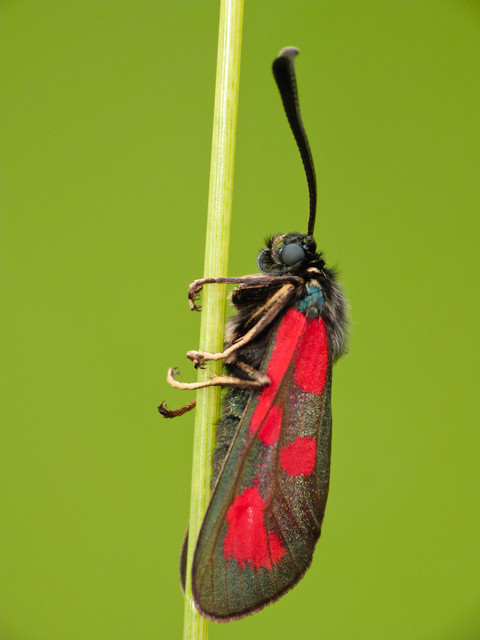 Zygaena loti - közönséges csüngőlepke