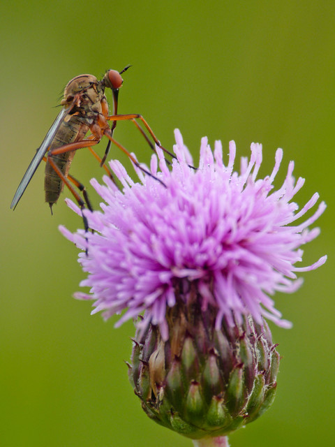 Empididae - táncoslegyek