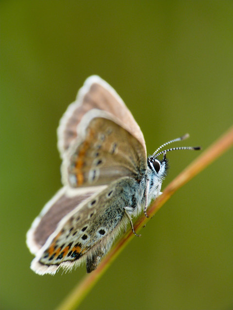 Plebejus argus - ezüstös boglárka
