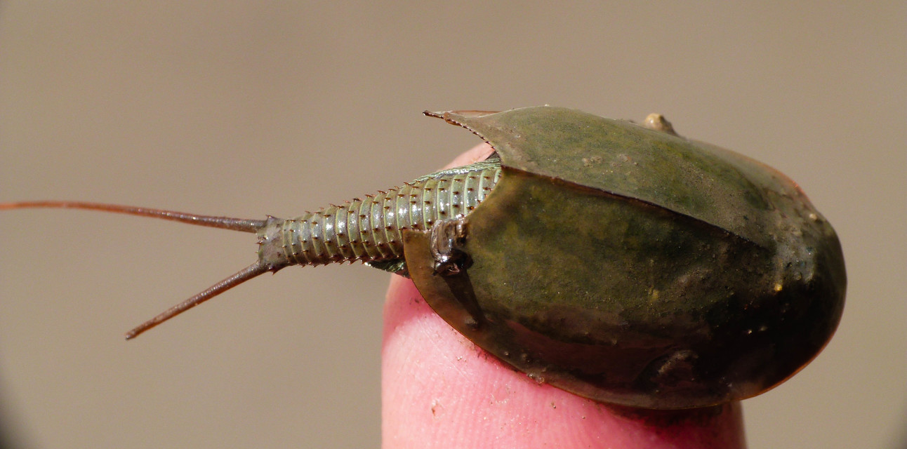 Triops cancriformis - nyári pajzsosrák