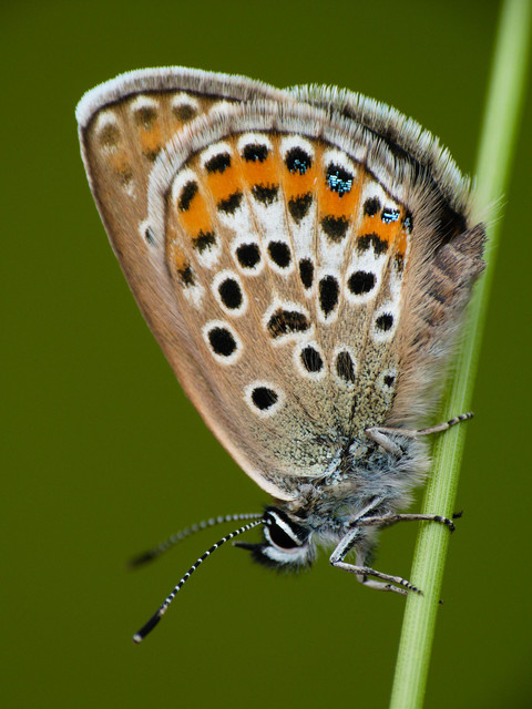 Plebejus argus - ezüstös boglárka