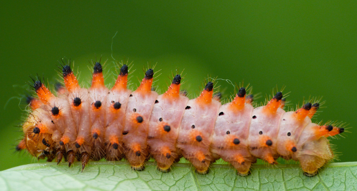 Zerynthia polyxena - farkasalmalepke