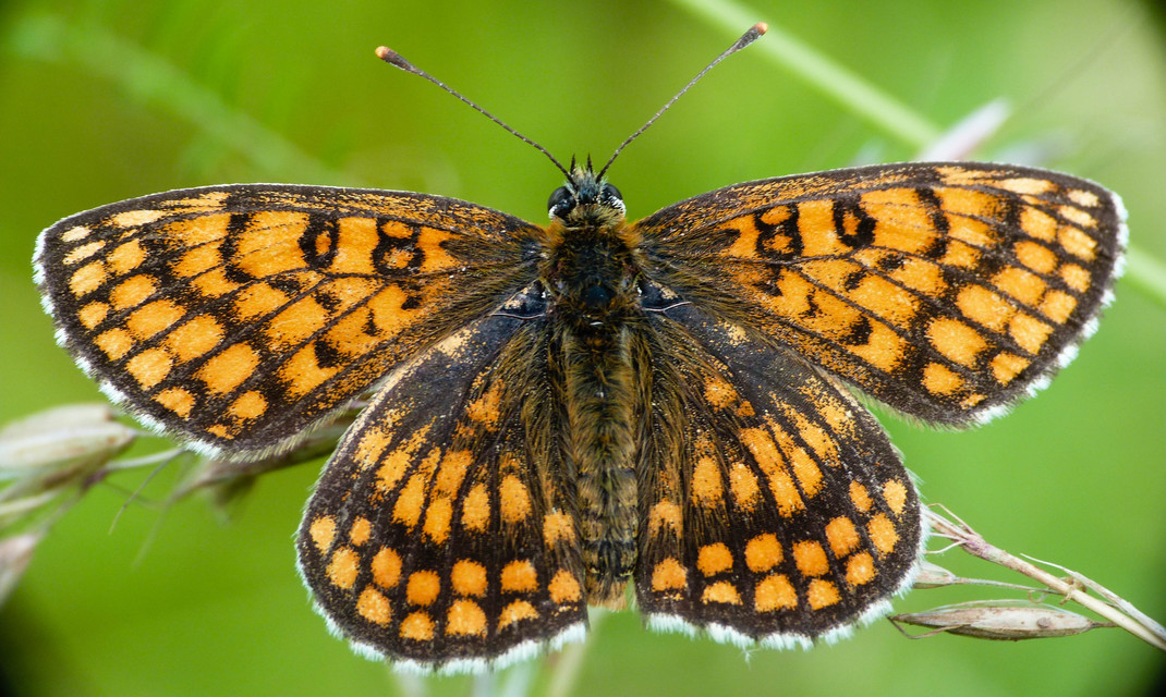 Melitaea athalia - közönséges tarkalepke