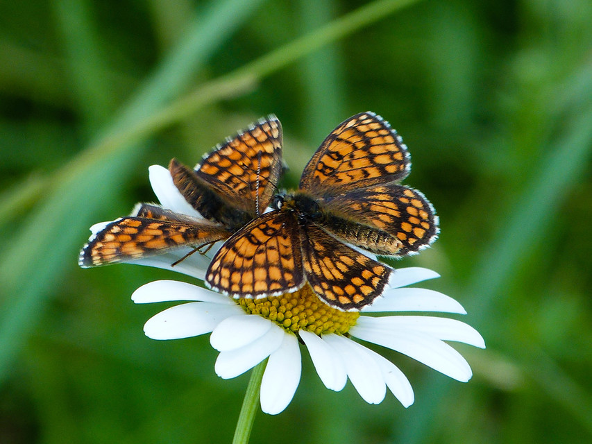 Melitaea athalia - közönséges tarkalepke