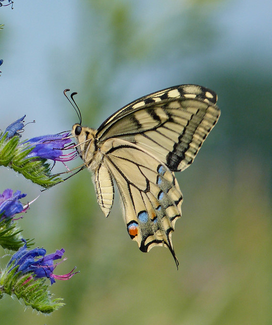 Papilio machaon - fecskefarkú lepke