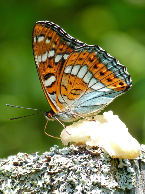 Limenitis populi - nagy nyárfalepke