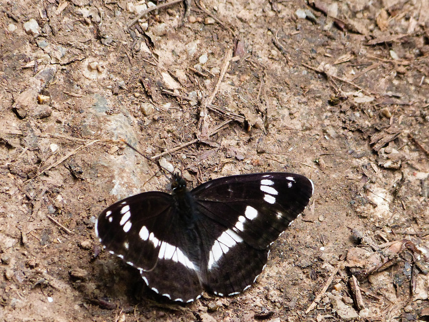 Limenitis camilla - kis lonclepke