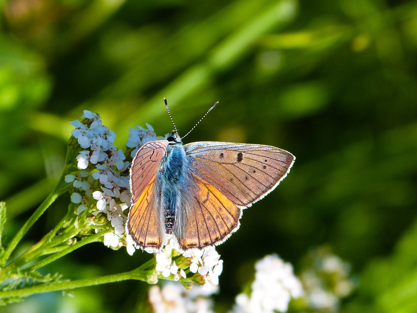 Lycaena alciphron - ibolyás tűzlepke