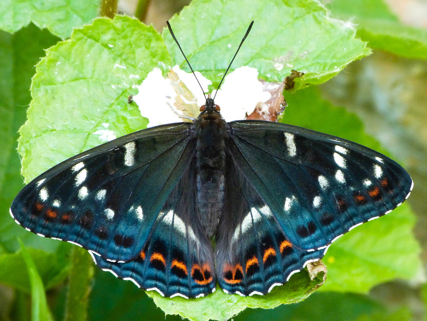 Limenitis populi - nagy nyárfalepke