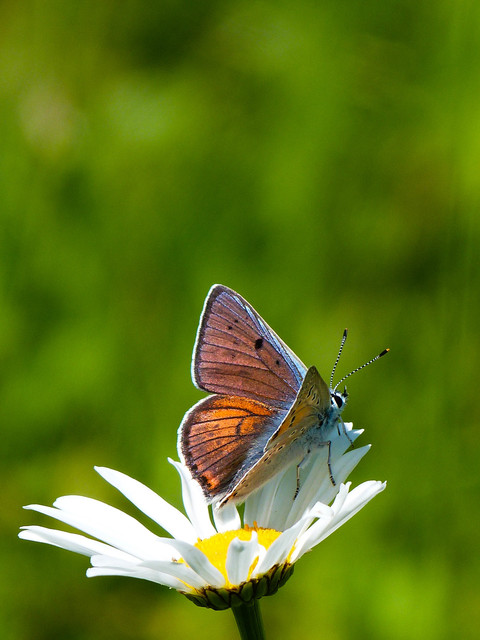 Lycaena alciphron - ibolyás tűzlepke